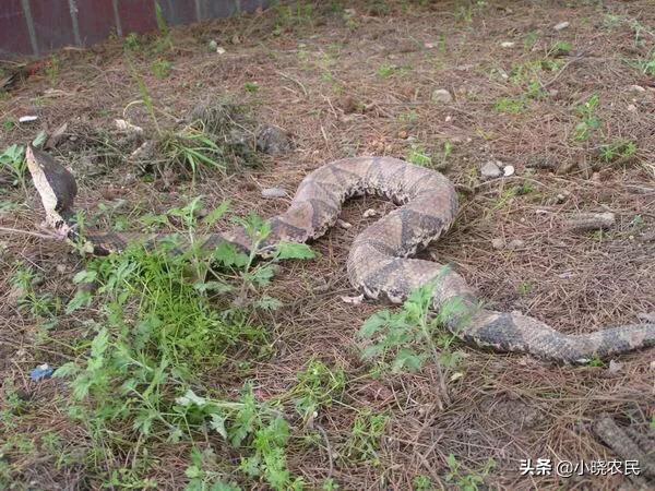 我怀疑被银环蛇咬伤:渭南21岁女孩网购银环蛇被咬身亡，这事你怎么看？