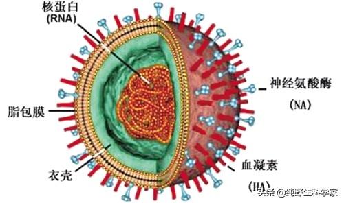 a仡宠星球宠物专家:科普一下，病毒如何从动物中传染给人类？