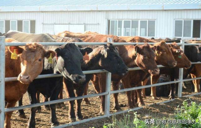 湖南肉食狗养殖:肉食狗养殖骗局 农村养狗赚钱吗？如何养？