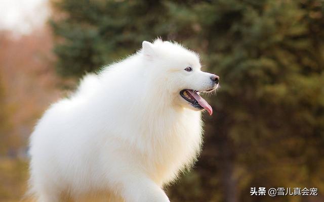 狗狗的长寿排名是什么？