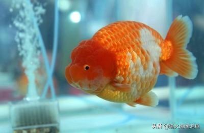 古牧价格底缸 滴流:怎么样才能把一个鱼缸做出空气缸？ 古牧价格一览表2021