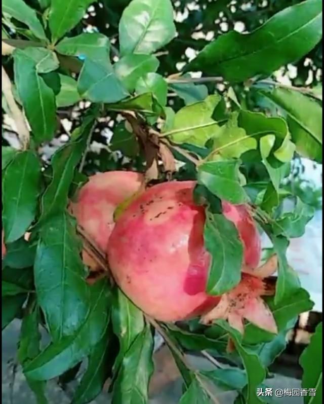 放在家里最旺财的十种花,院子里栽什么颜色的花好？