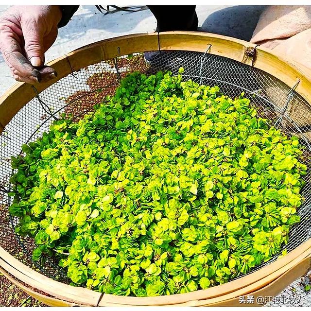现在的榆树上的榆钱怎么吃？