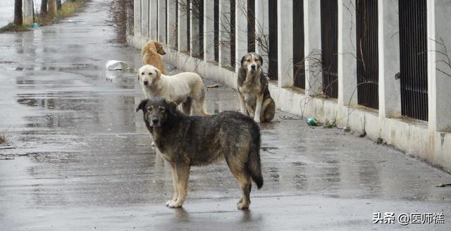 被猫抓伤多少天过危险期了:被猫抓超过3个月有狂犬病吗？