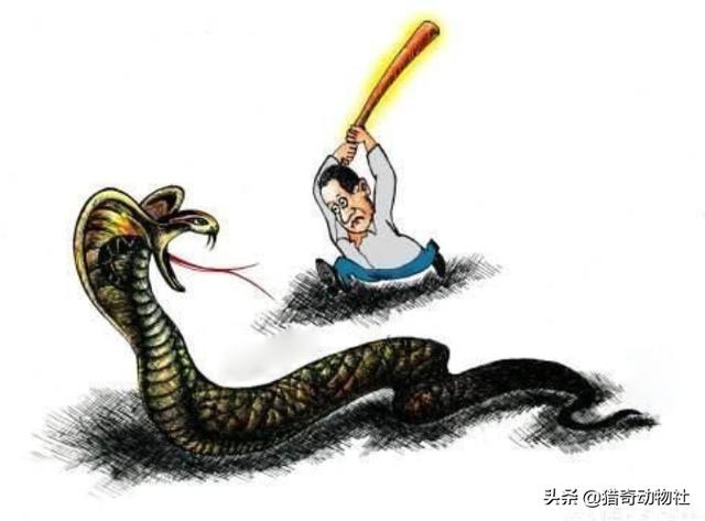 蟒蛇事件:蟒蛇的哪个部位最脆弱，遇到蟒蛇袭击，该打它哪里？