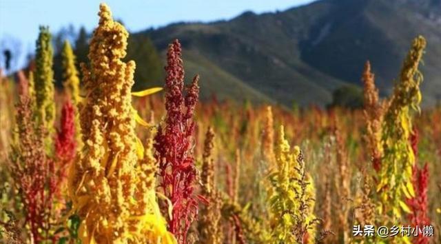 什么食品可以放10年以上还可以吃？插图56