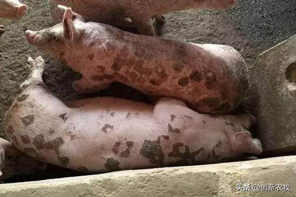 猪弓形体病治疗:猪大便正常但是发高热用什么药？