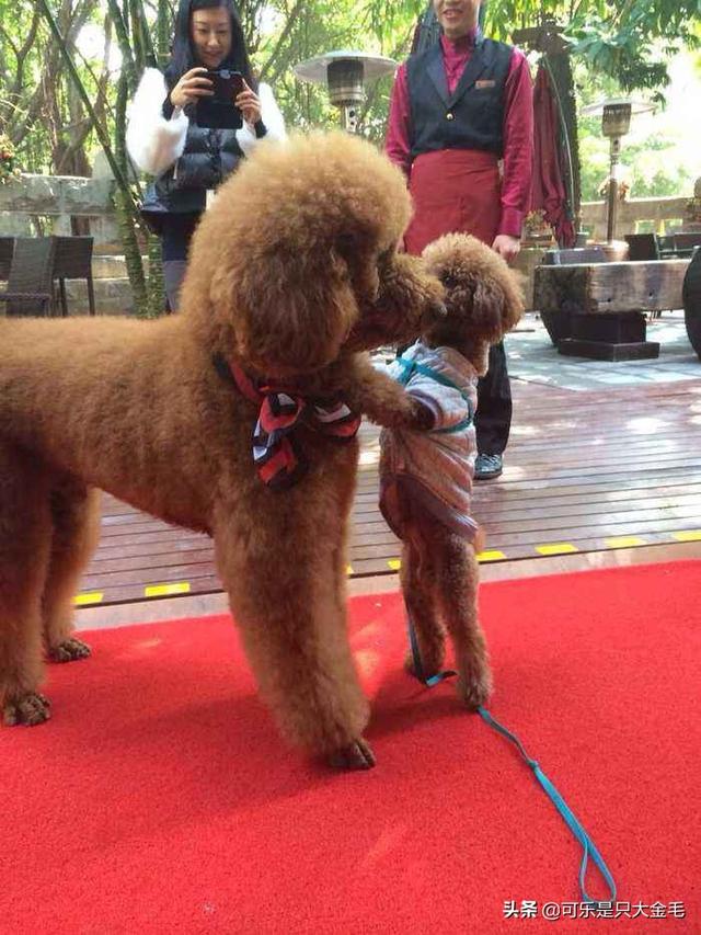 长脸贵宾犬造型图片:养一只巨贵犬是什么体验？