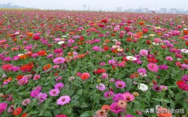 百日草种子:百日草不能重茬，当年是否可以？隔一年是否可以？