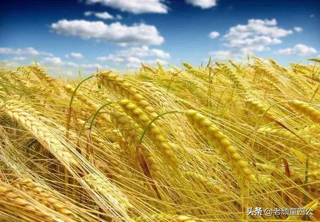 什么食品可以放10年以上还可以吃？插图25