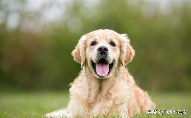 中国最好纽芬兰犬:阿拉斯加和纽芬兰犬谁更适合陪宝宝？