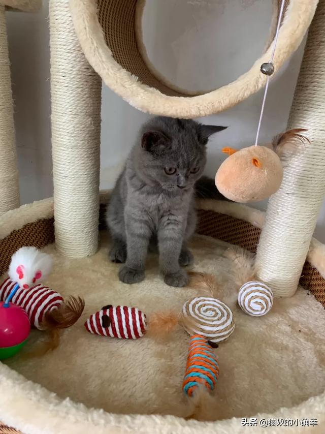 买猫别墅好还是猫爬架:猫猫需要猫爬架和猫窝吗？有什么推荐的吗？