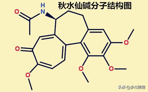 忘忧草黄花菜:农村里的老人说黄花菜芯不能吃，没说出个大概意思，是真的吗