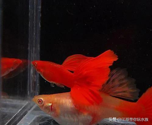 迷人的血红龙鱼图片:血红大背孔雀鱼和全红大背孔雀鱼哪种好看？