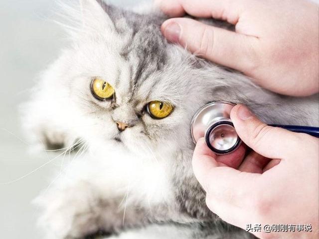 长沙宠物医院在线咨询:网上宠物医院在线咨询 如何挑选一家靠谱的宠物医院？