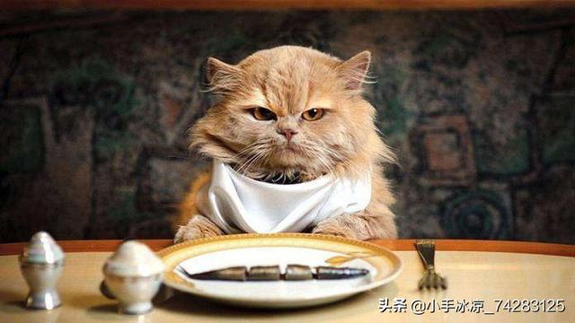猫咪被当公主养:怎么说服父母再养一只猫？