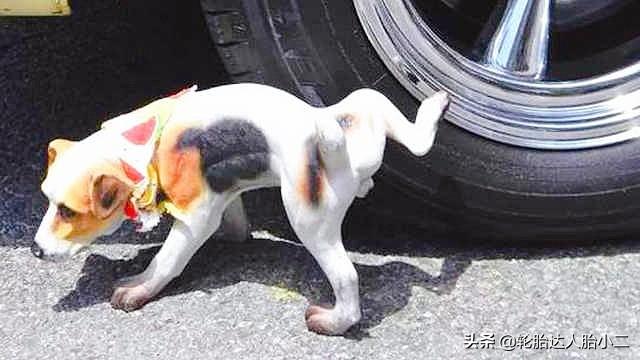 如何阻止狗狗在轮胎上撒尿要训练狗狗不在室外的某个地方撒尿,是有