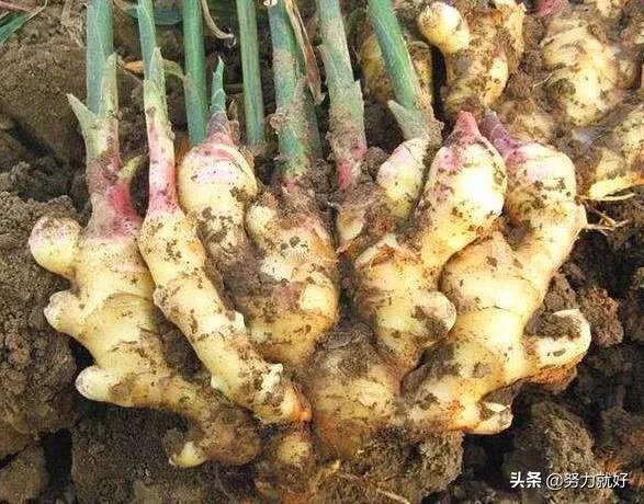 头条问答 种植生姜后可以种茄子吗 要注意什么 9个回答