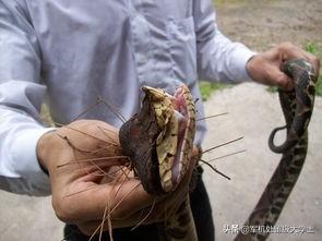 大王锦蛇:菜花蛇无毒，凭什么是百蛇之王？为什么其他毒蛇反而怕它？