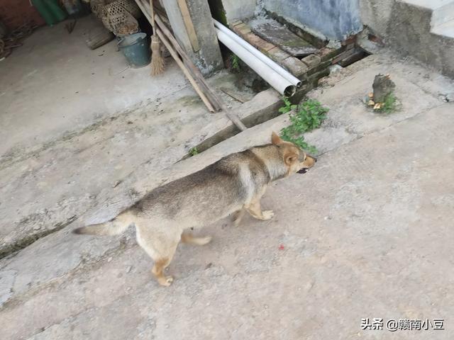 头条问答 狗一年发几次情 柴犬妞的回答 0赞