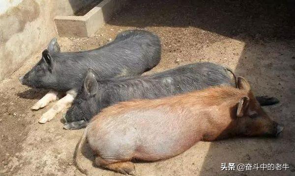 旱獭子肉价格:野猪肉和家猪肉哪个好吃？