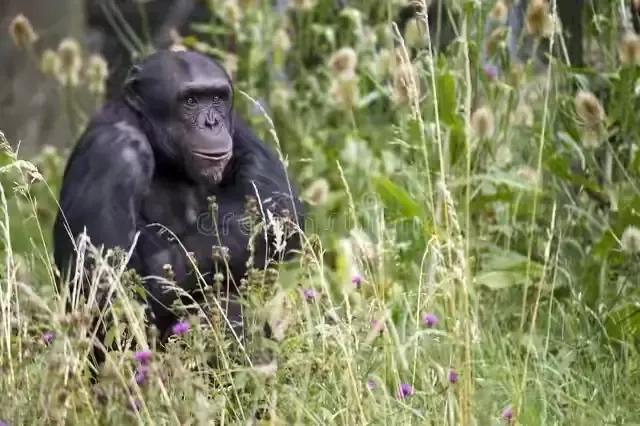 狗狗国外网站大全人猿杂交:比利时女子声称爱上黑猩猩，人和猩猩在一起，到底能否生育后代？