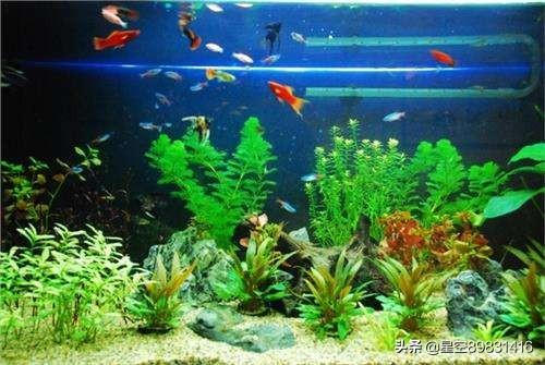 孔雀鱼烂尾剪尾吗:孔雀鱼尾巴收缩后能恢复吗？