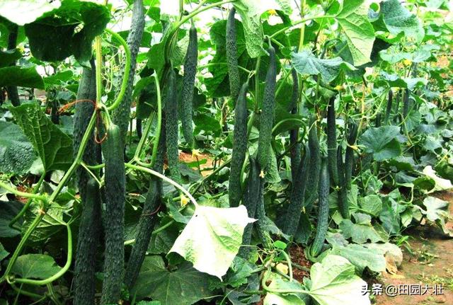 绝育黄瓜会开花吗:黄瓜开花多结瓜少或是不结瓜是什么原因？