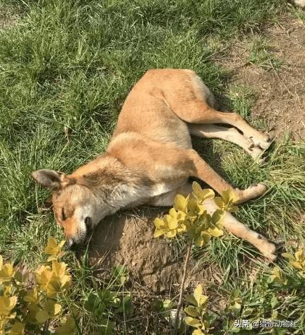 一位忠诚的守望犬:为什么大多数的狗那么忠诚？