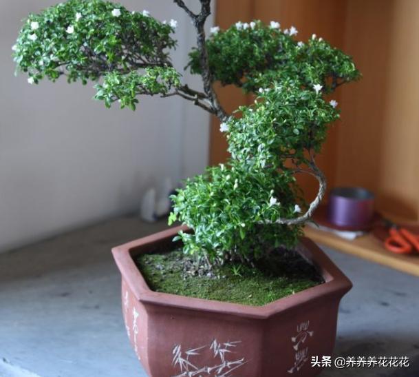 盆景六月雪怎么养护:盆栽六月雪需要注意什么？