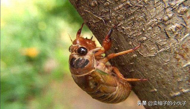跗猴多少钱:又到了抓知了猴的季节，今年知了猴的行情如何？价格贵不贵？
