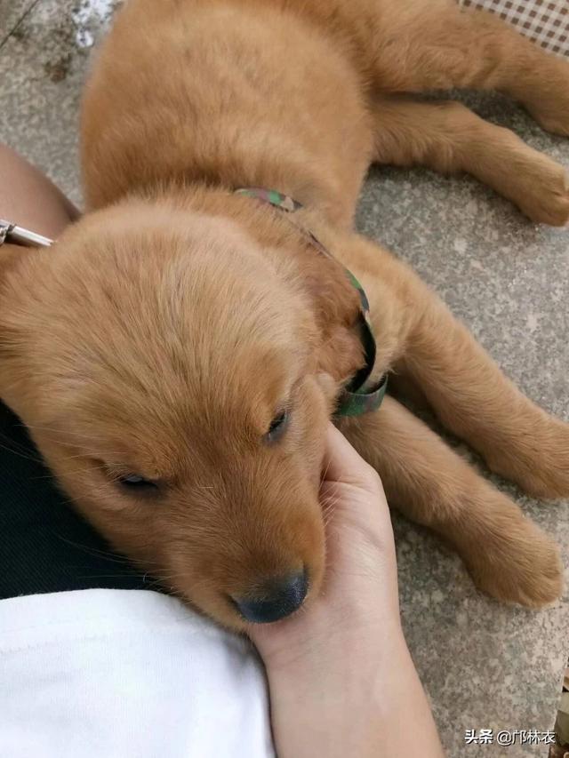 痞幼游泳池,你养的第一只小动物是什么？
