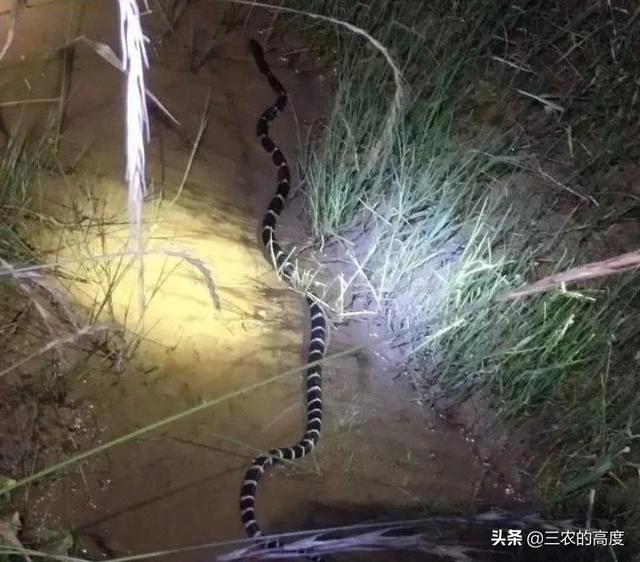 东北的土球子蛇是什么蛇:土球子蛇学名是什么 老有人说见过碗口粗的蛇，辽宁的蛇最大能长多大？