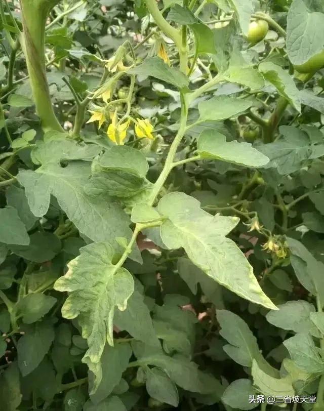 蔬菜营养生长与生殖生长的关系，西红柿需要什么样的生长环境