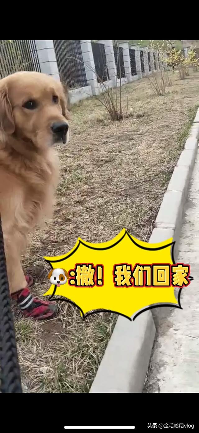 金毛犬性格:金毛有什么特点?养金毛要注意点什么？