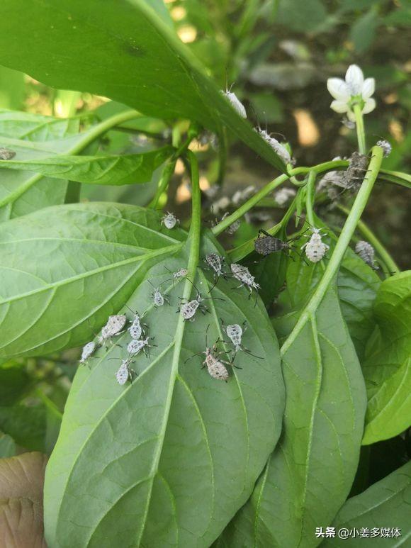 除牛虱土方法:牛虱怎么去除最简单方法 去除跳蚤的最快速的方法是什么？