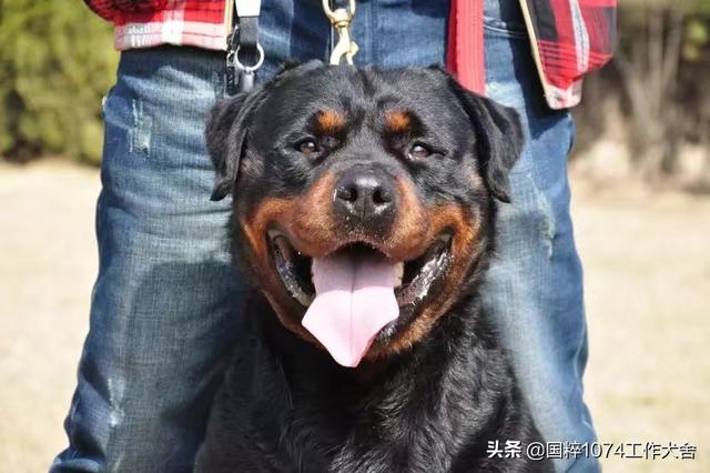 卡斯罗罗威纳是最好的护卫犬:想养一只看家犬，有什么好的推荐？