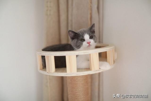 猫吃了猫薄荷饼干吐了:猫呕吐，肚子里的毛吐不出来怎么办？