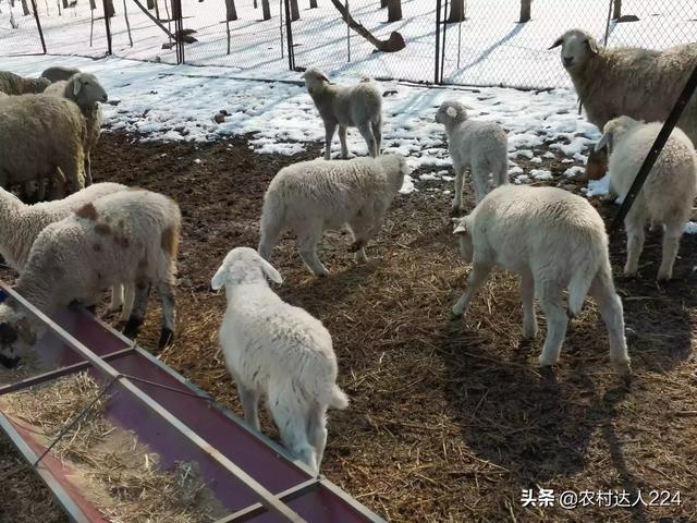 初生小羊拉不出屎怎么办:羊羔常有鸣叫排粪姿势，粪便易粘在毛上是什么原因？