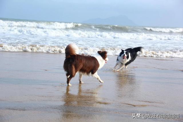 宠物旅行:宠物狗可以带出去旅游么？