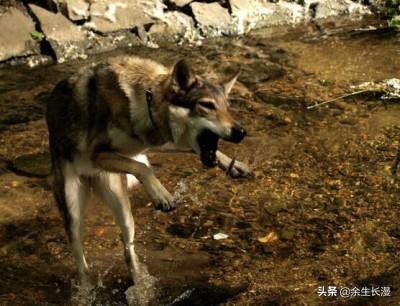 亳州迷你贝吉格里芬凡丁犬:世界上最珍稀的犬种有哪些？为什么？ 迷你贝吉格里芬凡丁犬的喂养技巧