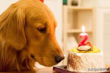 金毛犬性格:金毛有什么特点?养金毛要注意点什么？