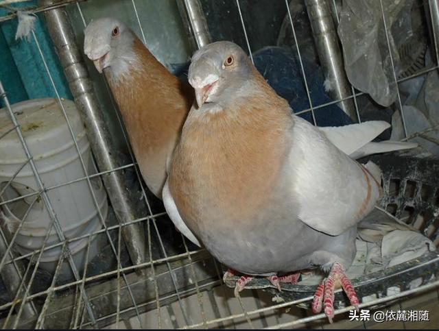 头条问答 - 蛇头鸽还流行吗(8个回答)