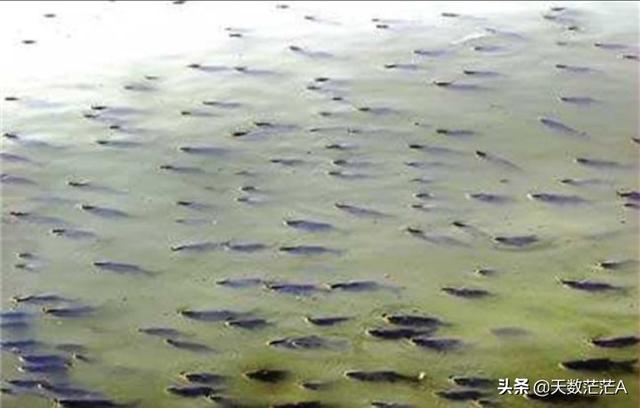 草鱼得诺卡氏菌病图片:晴天中午草鱼不吃料在下风口水面浮着是什么原因？