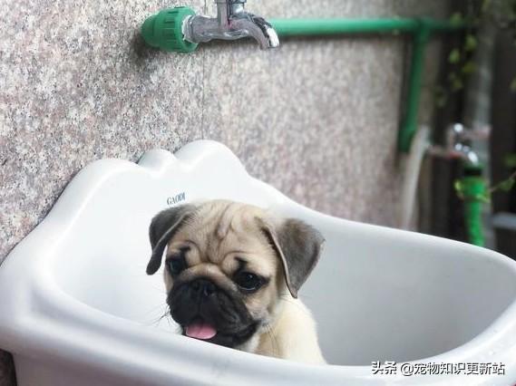 上海巴哥犬论坛:养巴哥犬的人深有体会的烦恼有哪些？