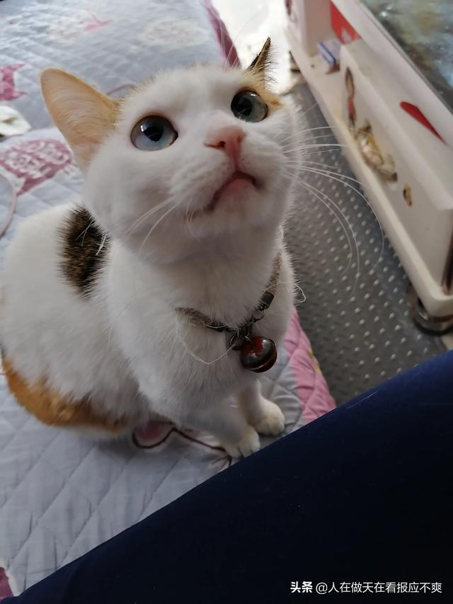 养猫论坛:宠物店开在二楼店铺可行吗，请教各位圈内的朋友？
