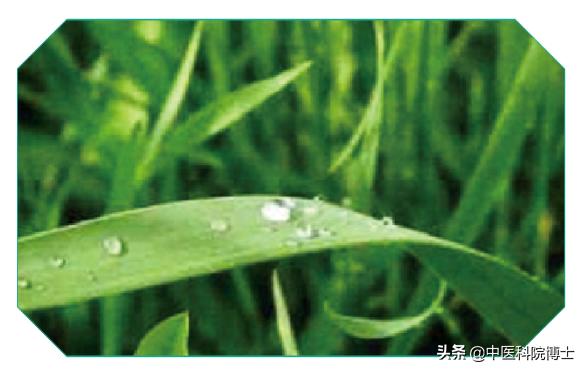 头条问答 白花蛇草水含有什么成分 75个回答
