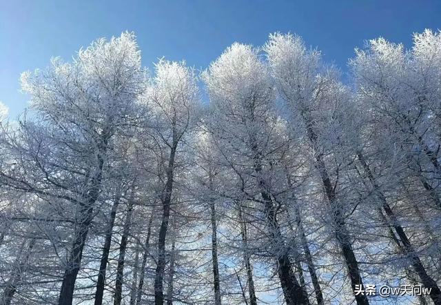 用雪堆成的小狗狗图片:你还记得小时候关于雪的故事吗？是怎样的呢？