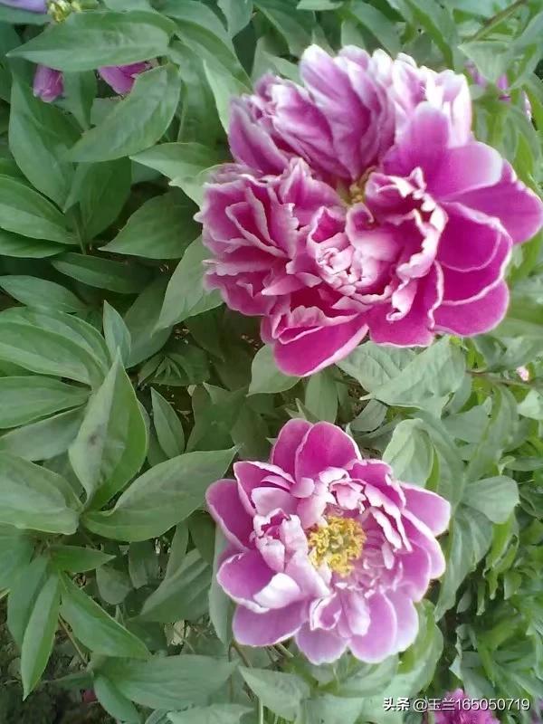 头条问答 中国花卉协会推荐牡丹花为国花 并征求意见 你怎么看 你觉得一种花能代表中国吗 奚玉兰的回答 0赞