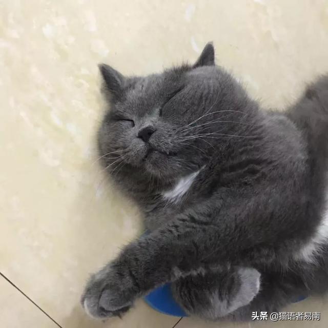 卡尔特猫和蓝猫生出的宝宝什么样:家猫跟蓝猫配生出什么样的猫几率大？